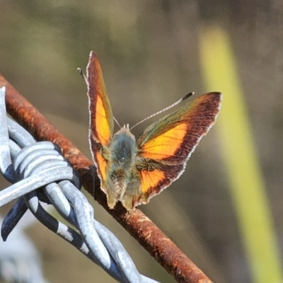 Paralucia aurifera (Bright Copper) at Captains Flat, NSW - 8 Oct 2023 by Csteele4