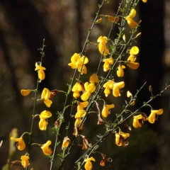 Cytisus scoparius subsp. scoparius (Scotch Broom, Broom, English Broom) at O'Connor, ACT - 7 Oct 2023 by ConBoekel