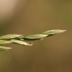 Lolium arundinaceum (Tall Fescue) at O'Connor, ACT - 8 Oct 2023 by ConBoekel