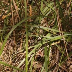 Lolium arundinaceum at O'Connor, ACT - 8 Oct 2023 09:31 AM