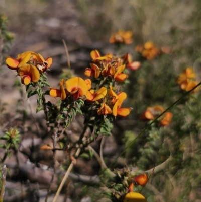 Pultenaea procumbens (Bush Pea) at Captains Flat, NSW - 8 Oct 2023 by Csteele4