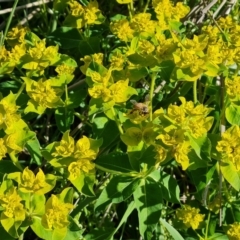 Euphorbia oblongata (Egg-leaf Spurge) at Isaacs Ridge Offset Area - 8 Oct 2023 by Mike