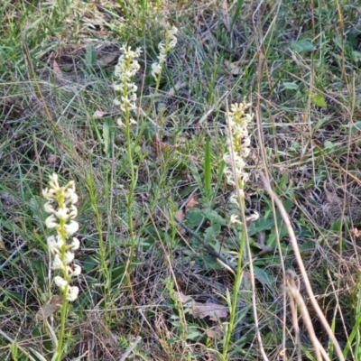 Stackhousia monogyna (Creamy Candles) at Jerrabomberra, ACT - 8 Oct 2023 by Mike