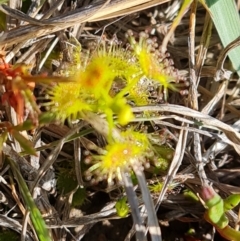 Drosera gunniana (Pale Sundew) at Jerrabomberra, ACT - 8 Oct 2023 by Mike