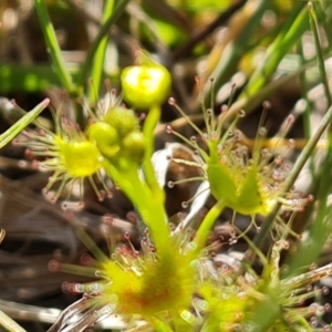 Drosera gunniana at Jerrabomberra, ACT - 8 Oct 2023 04:06 PM