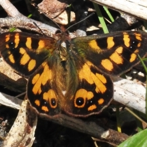 Argynnina cyrila at Paddys River, ACT - 8 Oct 2023