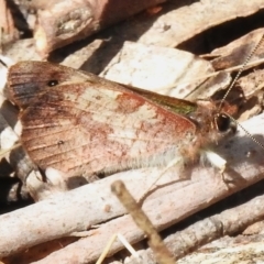 Argynnina cyrila at Paddys River, ACT - 8 Oct 2023 01:19 PM