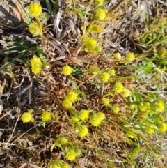 Triptilodiscus pygmaeus (Annual Daisy) at Isaacs Ridge Offset Area - 8 Oct 2023 by Mike