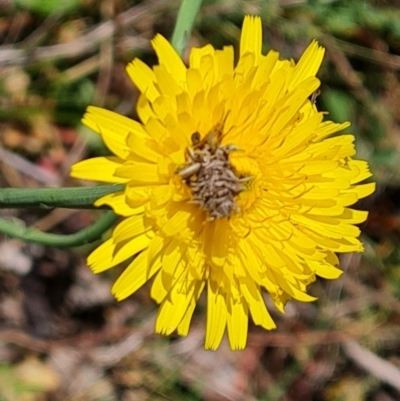 Heliocosma (genus - immature) (A tortrix or leafroller moth) at Isaacs Ridge - 8 Oct 2023 by Mike