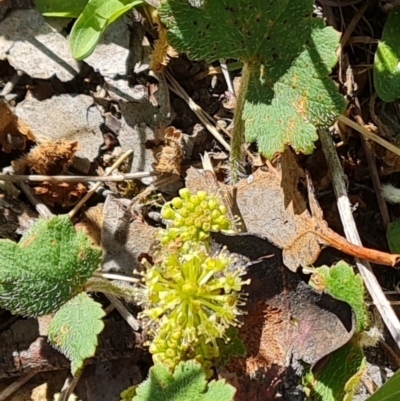 Hydrocotyle laxiflora (Stinking Pennywort) at Jerrabomberra, ACT - 8 Oct 2023 by Mike