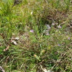 Vittadinia cuneata var. cuneata (Fuzzy New Holland Daisy) at Isaacs Ridge and Nearby - 8 Oct 2023 by Mike