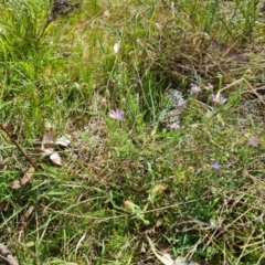 Vittadinia cuneata var. cuneata (Fuzzy New Holland Daisy) at Isaacs Ridge - 8 Oct 2023 by Mike