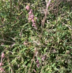 Einadia nutans subsp. nutans (Climbing Saltbush) at Cook, ACT - 8 Oct 2023 by lyndallh