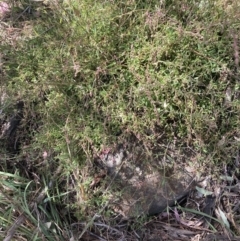 Einadia nutans subsp. nutans at Cook, ACT - 8 Oct 2023 12:09 PM