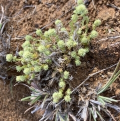 Scleranthus diander (Many-flowered Knawel) at Cook, ACT - 8 Oct 2023 by lyndallh