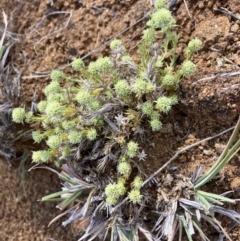 Scleranthus diander (Many-flowered Knawel) at Cook, ACT - 7 Oct 2023 by lyndallh