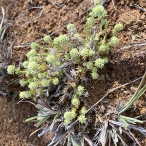 Scleranthus diander at Cook, ACT - 8 Oct 2023