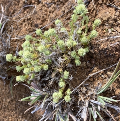 Scleranthus diander (Many-flowered Knawel) at Cook, ACT - 8 Oct 2023 by lyndallh