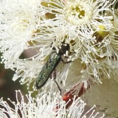 Eleale aspera (Clerid beetle) at Tuggeranong, ACT - 8 Oct 2023 by HelenCross