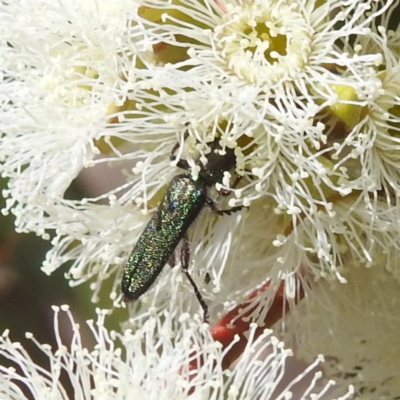 Eleale aspera (Clerid beetle) at Tuggeranong, ACT - 8 Oct 2023 by HelenCross