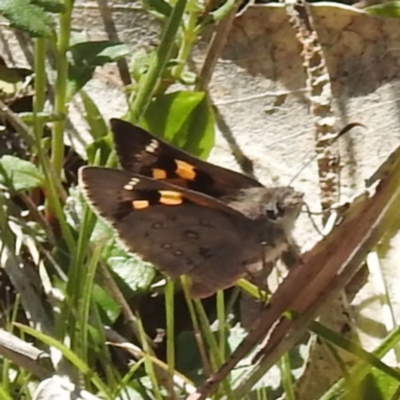 Trapezites phigalia (Heath Ochre) at Tuggeranong, ACT - 8 Oct 2023 by HelenCross