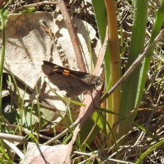 Trapezites phigalia at Tuggeranong, ACT - 8 Oct 2023 01:34 PM