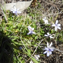 Isotoma fluviatilis subsp. australis (Swamp Isotome) at Tuggeranong, ACT - 8 Oct 2023 by HelenCross