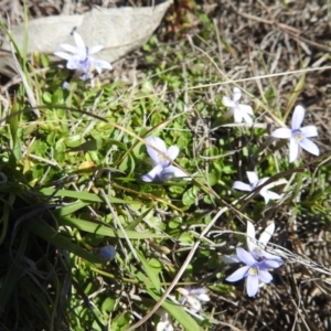 Isotoma fluviatilis subsp. australis at Tuggeranong, ACT - 8 Oct 2023