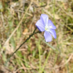 Linum marginale (Native Flax) at Tuggeranong, ACT - 8 Oct 2023 by HelenCross