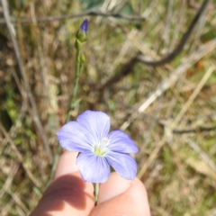 Linum marginale at Tuggeranong, ACT - 8 Oct 2023