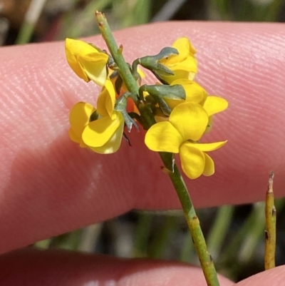 Sphaerolobium minus (Globe-pea) at Sassafras, NSW - 2 Oct 2023 by Tapirlord