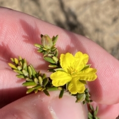 Unidentified Other Shrub at Sassafras, NSW - 2 Oct 2023 by Tapirlord