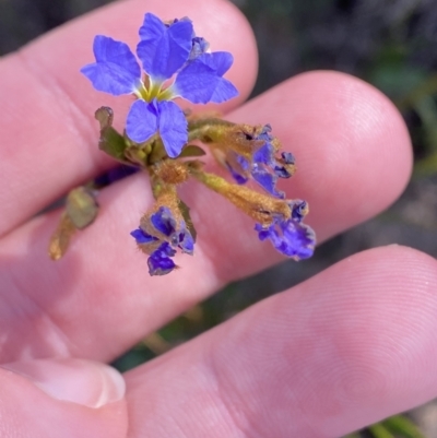 Dampiera stricta (Blue Dampiera) at Sassafras, NSW - 3 Oct 2023 by Tapirlord