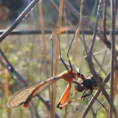 Harpobittacus sp. (genus) (Hangingfly) at Tuggeranong, ACT - 8 Oct 2023 by HelenCross