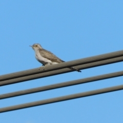 Cacomantis pallidus at Symonston, ACT - 8 Oct 2023