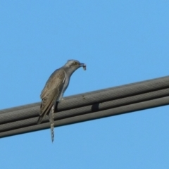 Cacomantis pallidus at Symonston, ACT - 8 Oct 2023