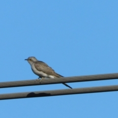 Cacomantis pallidus at Symonston, ACT - 8 Oct 2023