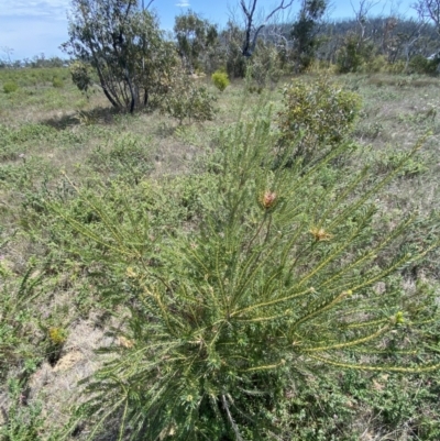 Banksia ericifolia subsp. ericifolia (Heath-leaved Banksia) at Sassafras, NSW - 3 Oct 2023 by Tapirlord