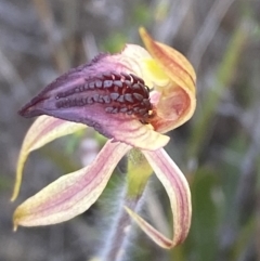 Caladenia tessellata (Thick-lip Spider Orchid) at Sassafras, NSW - 3 Oct 2023 by Tapirlord