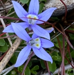 Isotoma fluviatilis subsp. australis (Swamp Isotome) at Sassafras, NSW - 3 Oct 2023 by Tapirlord