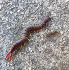 Cormocephalus aurantiipes (Orange-legged Centipede) at Hughes, ACT - 8 Oct 2023 by jmcleod