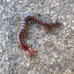 Cormocephalus aurantiipes at Hughes, ACT - 8 Oct 2023