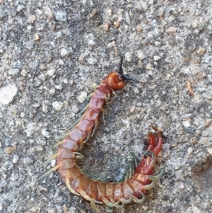 Cormocephalus aurantiipes at Hughes, ACT - 8 Oct 2023