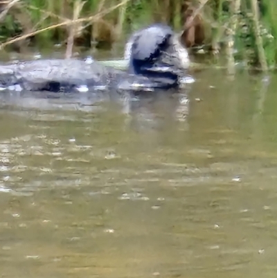 Biziura lobata (Musk Duck) at Tidbinbilla Nature Reserve - 8 Oct 2023 by Jiggy