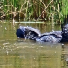 Biziura lobata at Paddys River, ACT - 8 Oct 2023