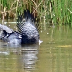 Biziura lobata at Paddys River, ACT - 8 Oct 2023