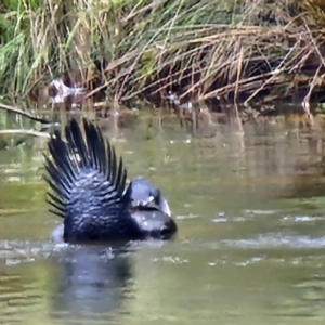 Biziura lobata at Paddys River, ACT - 8 Oct 2023