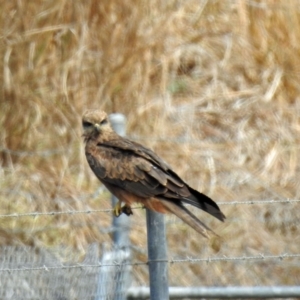 Milvus migrans at Branyan, QLD - 29 Sep 2023 01:04 PM