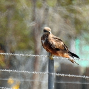 Milvus migrans at Branyan, QLD - 29 Sep 2023 01:04 PM