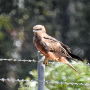 Milvus migrans at Branyan, QLD - 29 Sep 2023 01:04 PM